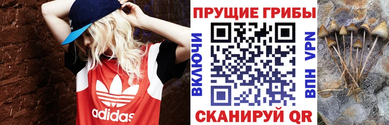 Купить Беломорск Галлюциногенные грибы Magic Shrooms